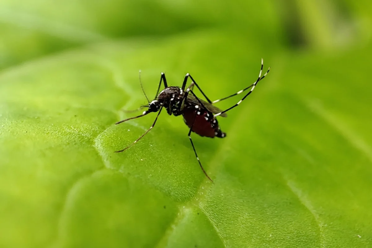 César Munayco: los signos de alarma del dengue que hay que vigilar con El Niño