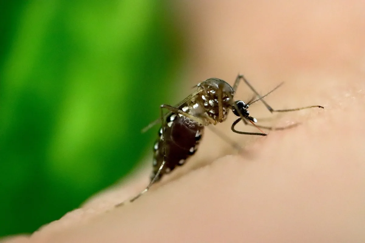 Dengue y El Niño: cinco medidas para proteger tu casa