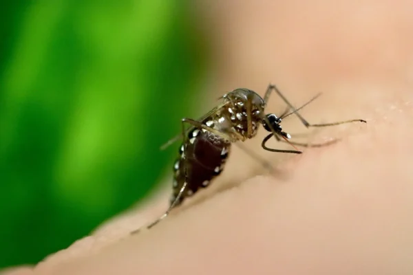 Dengue y El Niño: cinco medidas para proteger tu casa